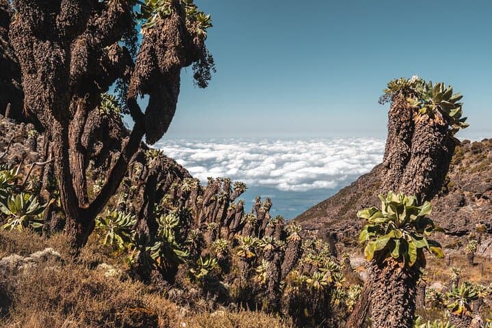 Kilimanjaro Umbwe Route 6-Day Climb — Steep Direct Route to Uhuru Peak photo 2
