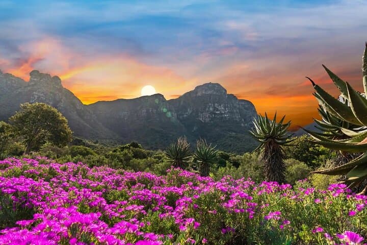 Exploring Kirstenbosch: A Practical Guide to Cape Town’s Botanical Garden photo 2