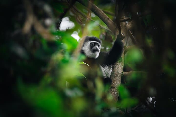 Kilimanjaro Rongai Route: 6-Day Climb to Uhuru Peak — Itinerary, Tips & What to Expect photo 3