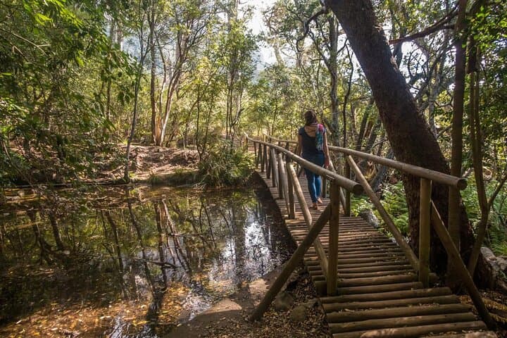 Exploring Kirstenbosch: A Practical Guide to Cape Town’s Botanical Garden photo 5