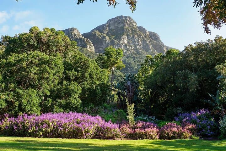 Exploring Kirstenbosch: A Practical Guide to Cape Town’s Botanical Garden photo 6