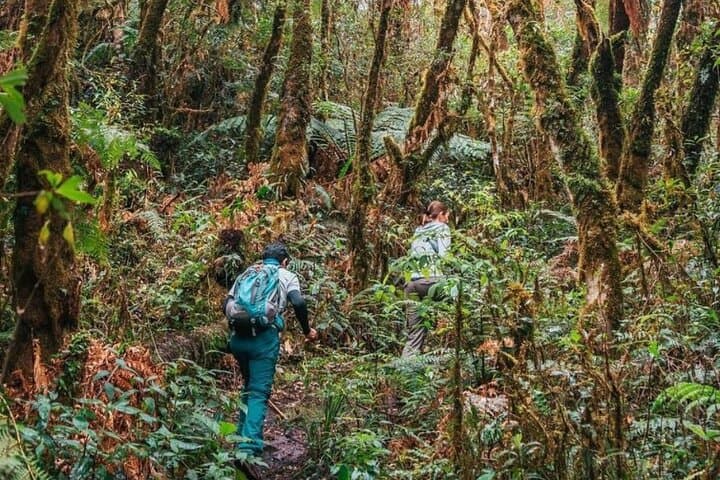 Jurassic Jungle Hike in Amboró: Giant Ferns & Cloud-Forest Trails from Samaipata photo 3