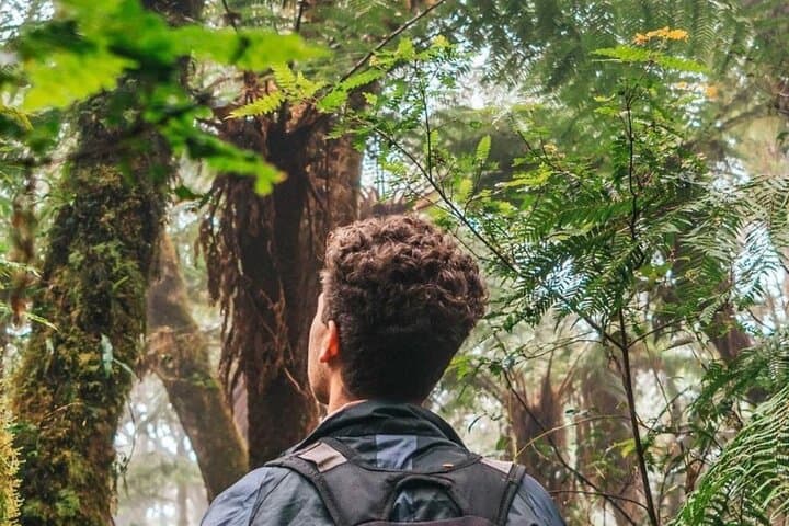 Jurassic Jungle Hike in Amboró: Giant Ferns & Cloud-Forest Trails from Samaipata photo 4