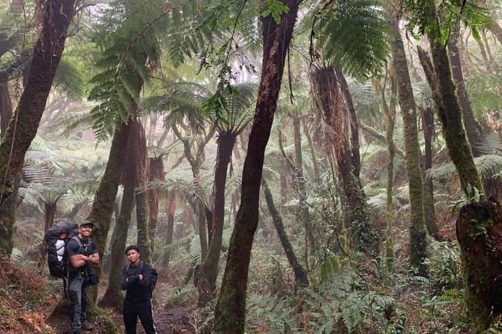 Jurassic Jungle Hike in Amboró: Giant Ferns & Cloud-Forest Trails from Samaipata photo 1