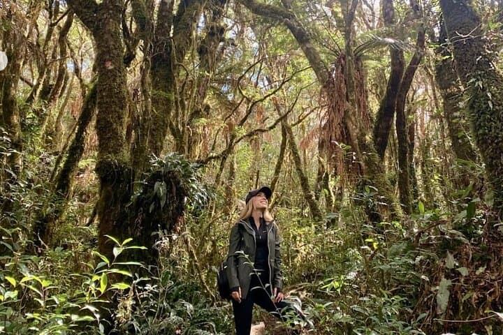 Jurassic Jungle Hike in Amboró: Giant Ferns & Cloud-Forest Trails from Samaipata photo 2