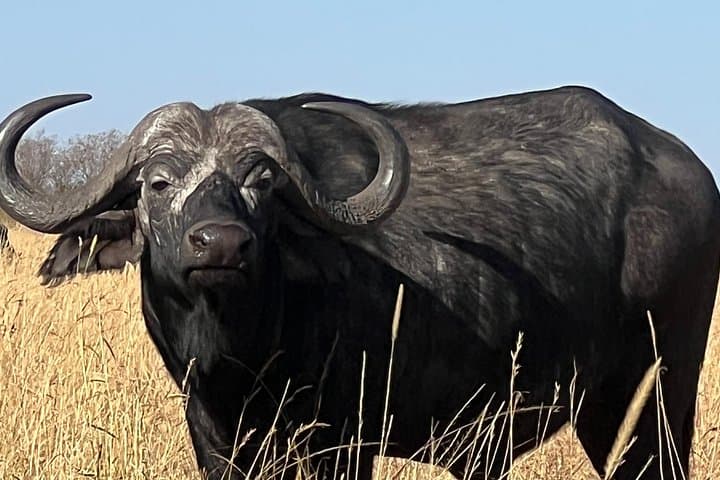 Explore Nairobi National Park: Wildlife Safari Minutes from the City photo 3