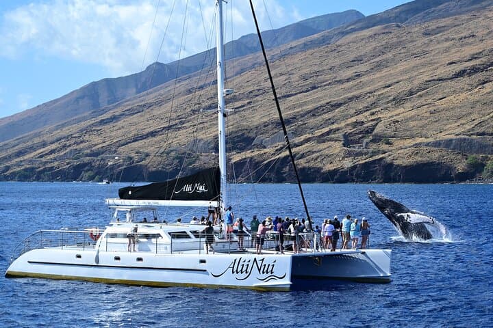 Luxury Catamaran Whale Watch: Maui Humpback Encounter from Ma'alaea Harbor photo 2