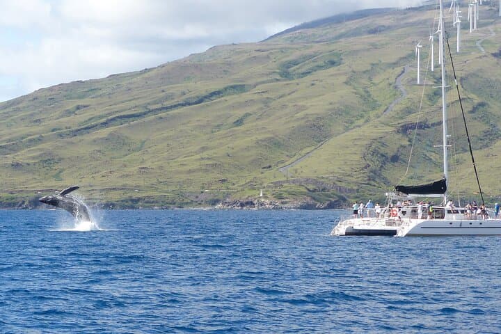 Luxury Catamaran Whale Watch: Maui Humpback Encounter from Ma'alaea Harbor photo 4