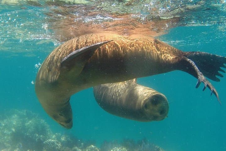 Isla Espiritu Santo Sea Lion Snorkel & Beach Tour from La Paz photo 4