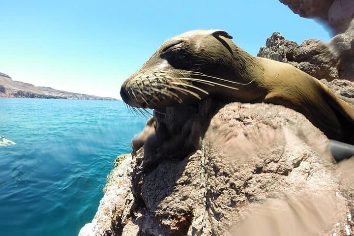 Isla Espiritu Santo Sea Lion Snorkel & Beach Tour from La Paz