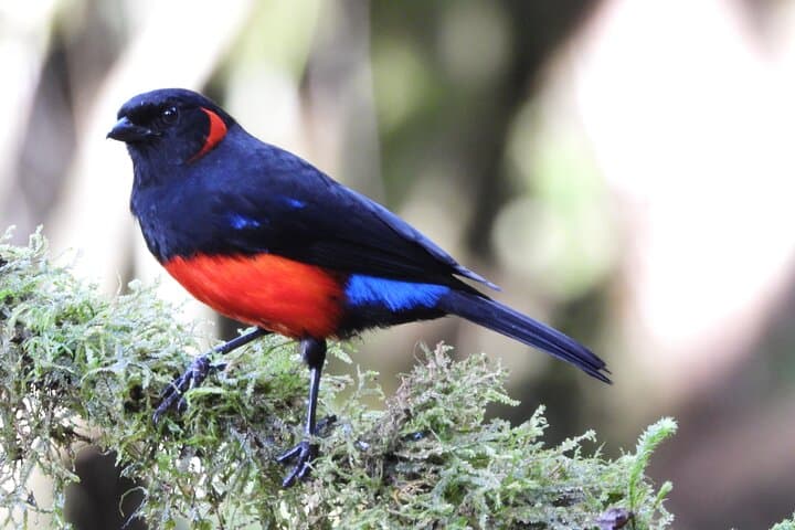 High-Andes Birdwatching at Yanacocha Reserve — Day Tour from Quito photo 3