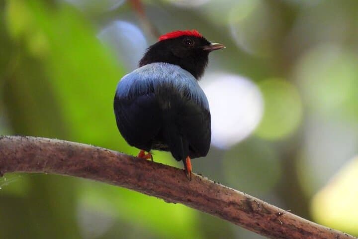 Cartagena Birding Experience: Dawn Birdwatching in Coastal Forests