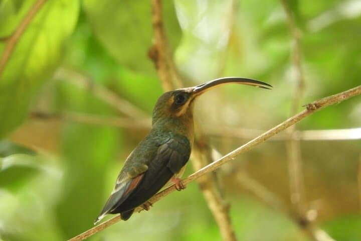 Cartagena Birding Experience: Dawn Birdwatching in Coastal Forests photo 2