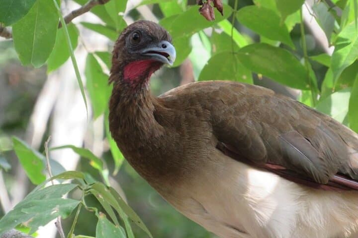 Cartagena Birding Experience: Dawn Birdwatching in Coastal Forests photo 3