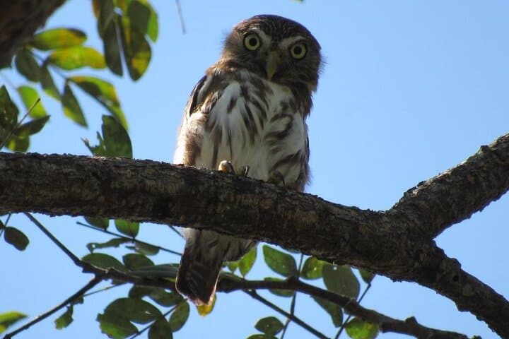 Cartagena Birding Experience: Dawn Birdwatching in Coastal Forests photo 4