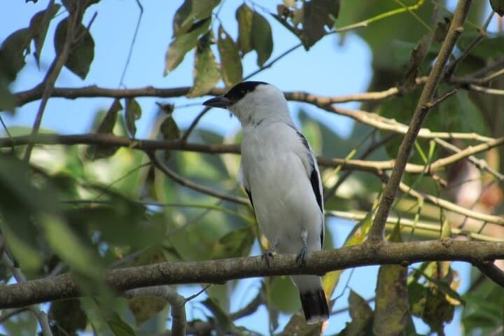 Cartagena Birding Experience: Dawn Birdwatching in Coastal Forests photo 5