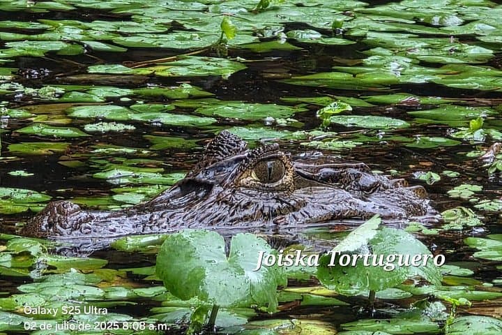 Paddle the Channels: Guided Kayak Tour in Tortuguero National Park photo 2