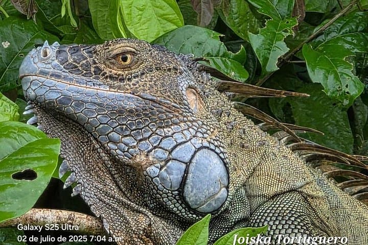 Paddle the Channels: Guided Kayak Tour in Tortuguero National Park photo 3