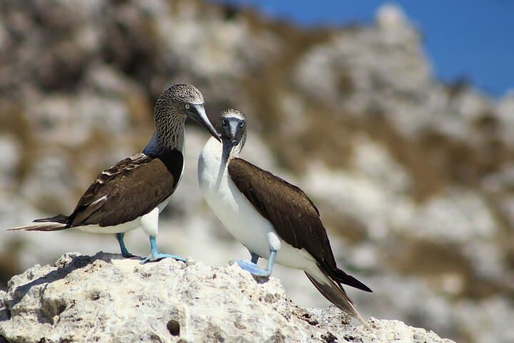Marietas Islands Eco Discovery: Puerto Vallarta Snorkel, Hidden Beach & Boat Tour photo 3