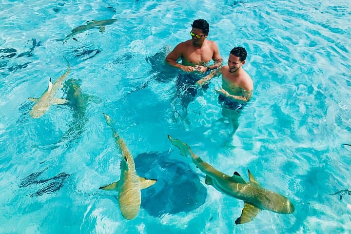 Moorea Snorkeling and Ocean Safari: Coral Gardens, Rays and Whale Watching photo 2
