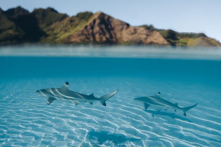 Moorea Snorkeling and Ocean Safari: Coral Gardens, Rays and Whale Watching photo 3