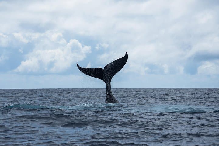 Moorea Snorkeling and Ocean Safari: Coral Gardens, Rays and Whale Watching photo 4
