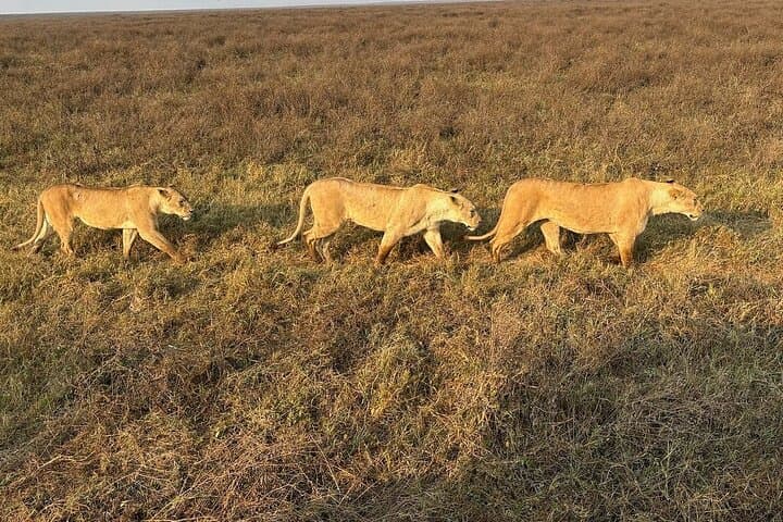 3-Day Nyerere National Park Safari: Rufiji River Boat Safari, Game Drives & Bush Walks