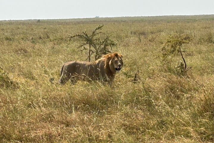 3-Day Nyerere National Park Safari: Rufiji River Boat Safari, Game Drives & Bush Walks photo 2