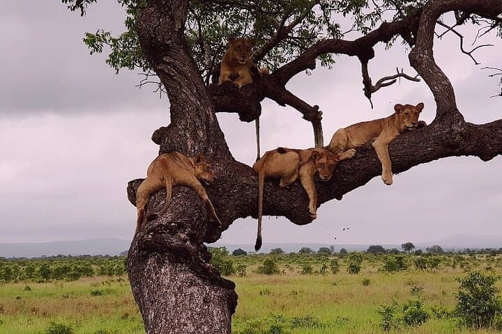 3-Day Nyerere National Park Safari: Rufiji River Boat Safari, Game Drives & Bush Walks photo 3