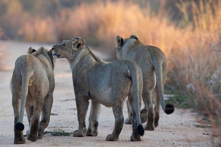 3-Day Nyerere National Park Safari: Rufiji River Boat Safari, Game Drives & Bush Walks photo 4