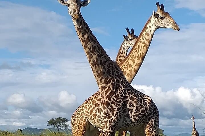 3-Day Nyerere National Park Safari: Rufiji River Boat Safari, Game Drives & Bush Walks photo 6
