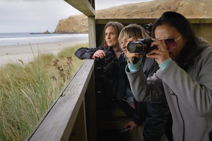 Wildlife Watching on Otago Peninsula: Clearwater Small-Group Tour to Cape Saunders photo 6