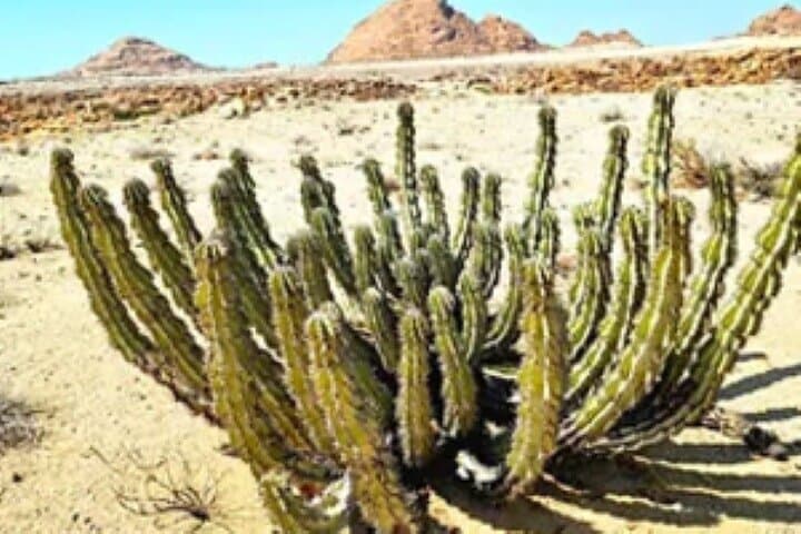 Spitzkoppe Full-Day Adventure: Rock Arches, Bushman Paintings & Skeleton Coast Drive photo 6