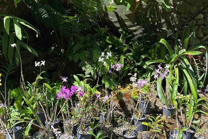 Half-Day Nadi Cultural & Nature Tour: Temple, Markets, Orchids & Mud Pools photo 3