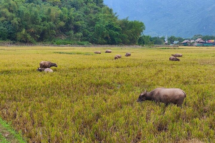 Mai Chau by Bicycle: Full-Day Cycling & Cultural Tour from Hanoi photo 3