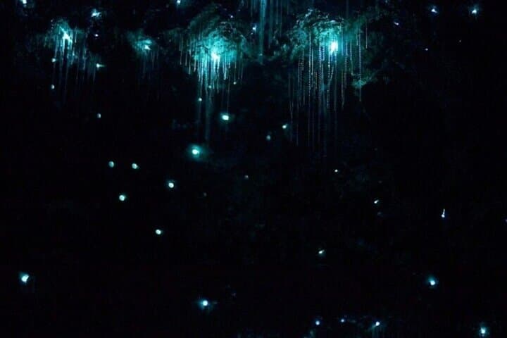 Gold Coast Glow Worm Caves, Sunset & Stargazing BBQ at Tamborine Mountain photo 6