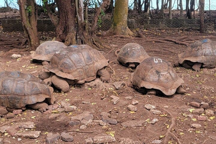 Zanzibar Full-Day: Spice Farm, Stone Town & Prison Island Tour photo 5