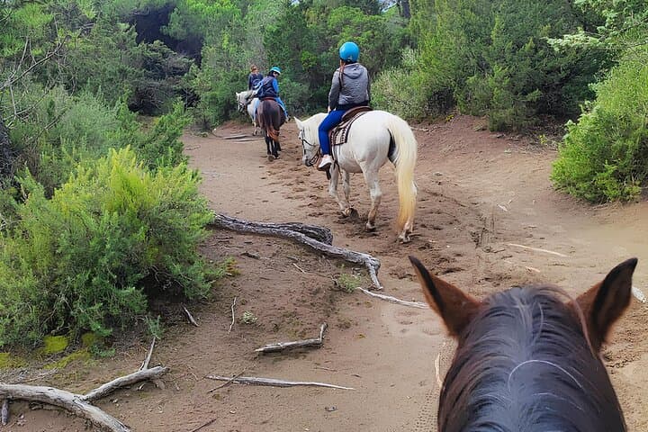Horseback Riding the Tuscan Hills and Coast from Castagneto Carducci photo 6