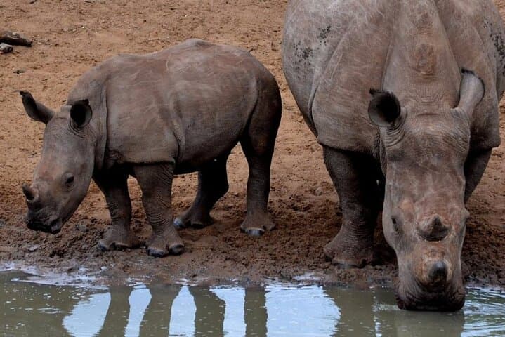 Hluhluwe & iSimangaliso 2-Day Safari from Durban — Big Five Game Drives & St Lucia Estuary Cruise photo 3