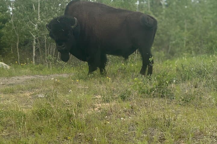 Bison Highway Wildlife Tour Near Yellowknife — Wood Bison Viewing Along Great Slave Lake