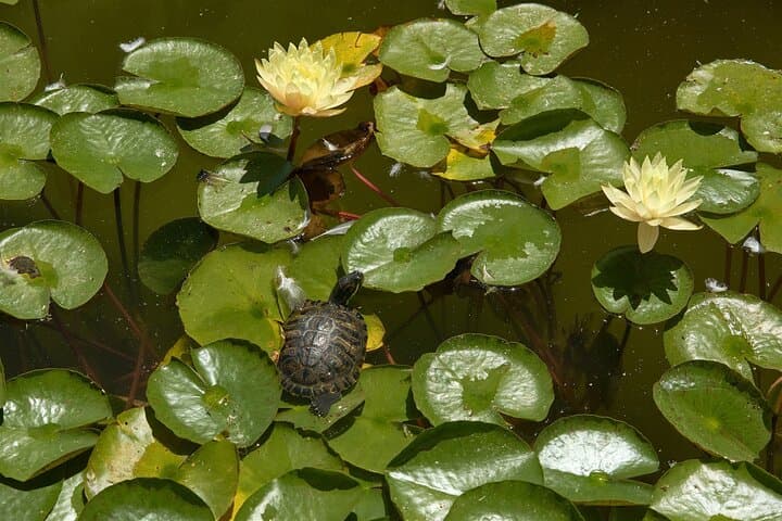 Art of Balboa Park Walking Tour — Gardens, Architecture & Local Artists photo 5