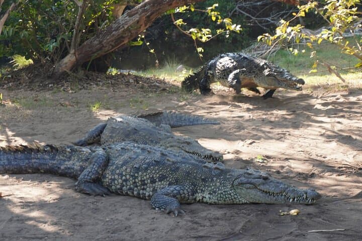 Reptile Eco Tour in Oaxaca's Coastal Communities: Ventanilla Lagoon & Playa Escobilla Turtle Release photo 2