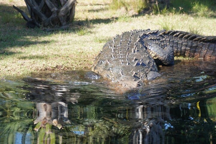 Reptile Eco Tour in Oaxaca's Coastal Communities: Ventanilla Lagoon & Playa Escobilla Turtle Release photo 3