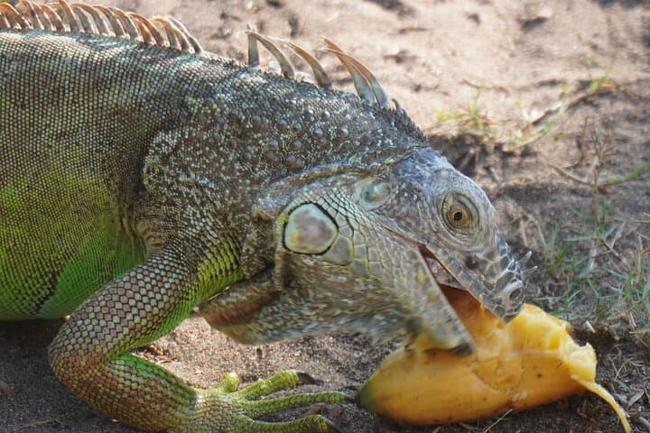 Reptile Eco Tour in Oaxaca's Coastal Communities: Ventanilla Lagoon & Playa Escobilla Turtle Release photo 4