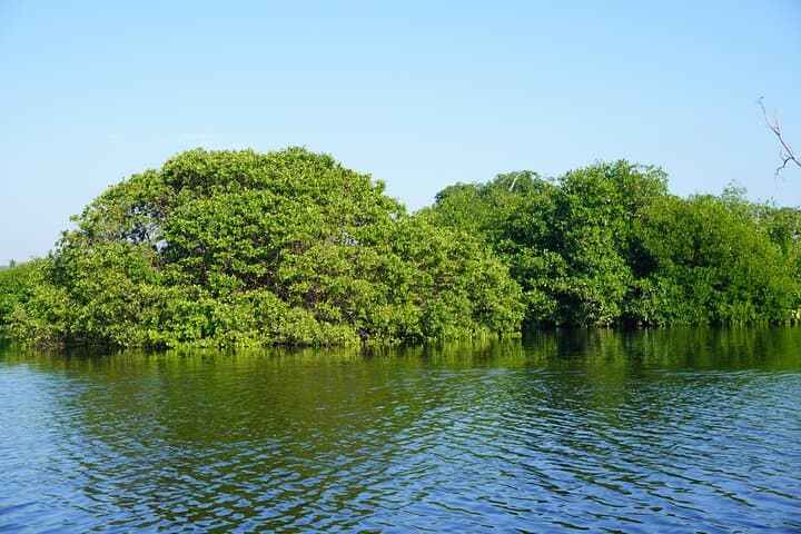 Reptile Eco Tour in Oaxaca's Coastal Communities: Ventanilla Lagoon & Playa Escobilla Turtle Release photo 5