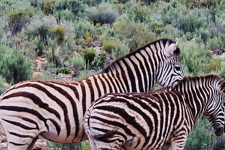 Cape Town Big Five Game Reserve Drive with Lunch — Full-Day Safari from Cape Town