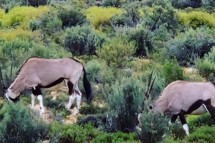 Cape Town Big Five Game Reserve Drive with Lunch — Full-Day Safari from Cape Town photo 2