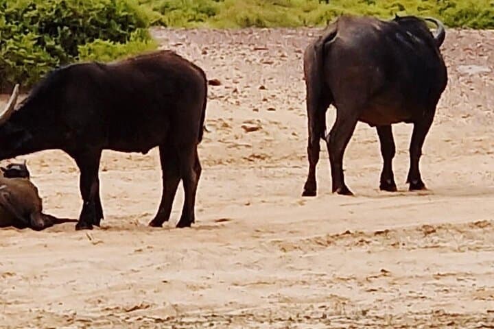 Cape Town Big Five Game Reserve Drive with Lunch — Full-Day Safari from Cape Town photo 3