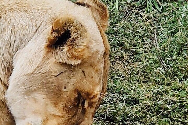 Cape Town Big Five Game Reserve Drive with Lunch — Full-Day Safari from Cape Town photo 4