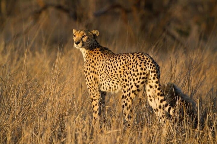Full-Day Safari Game Drive in Hazyview — Big Five & Sunset Wildlife Viewing photo 2